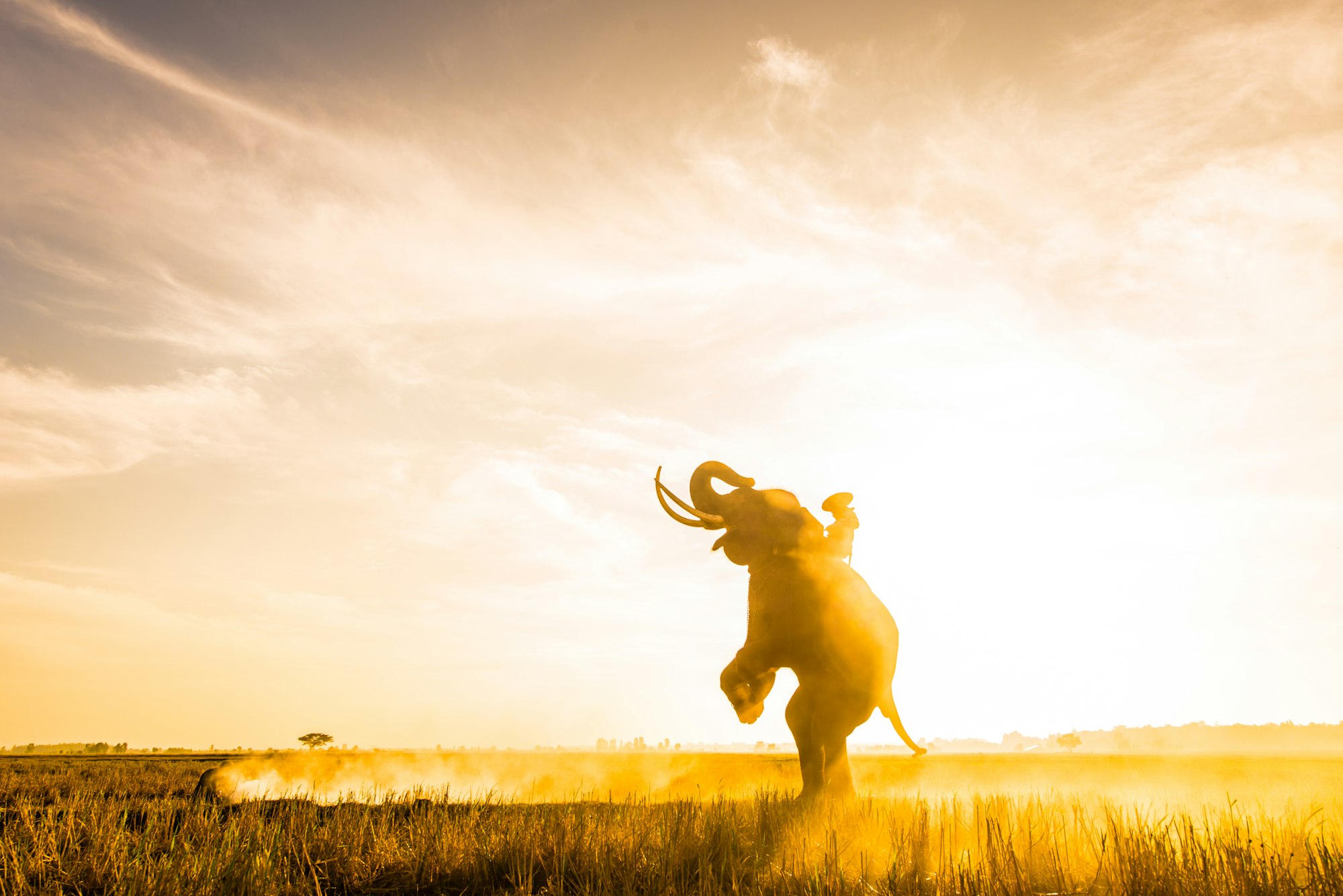 Elephant at sunrise in Thailand